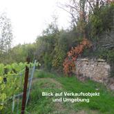 Münster-Sarmsheim - zwei verbuschte Grundstücke in schöner Umgebung von Weinbergen